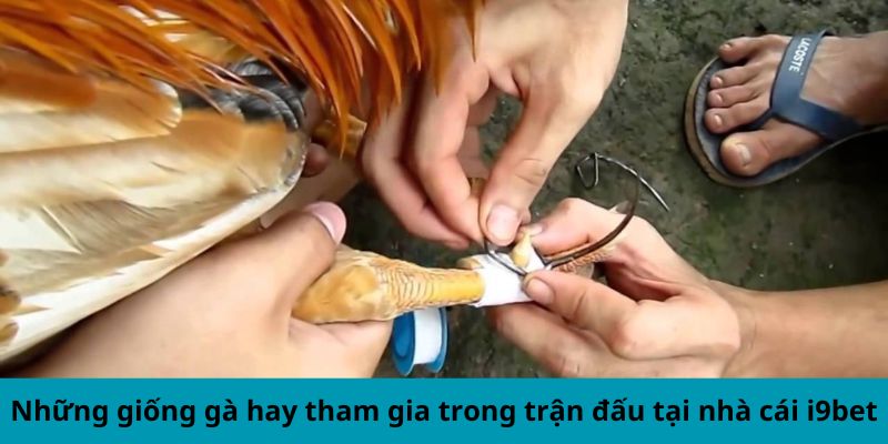 Những giống gà hay tham gia trong trận đấu tại nhà cái I9bet